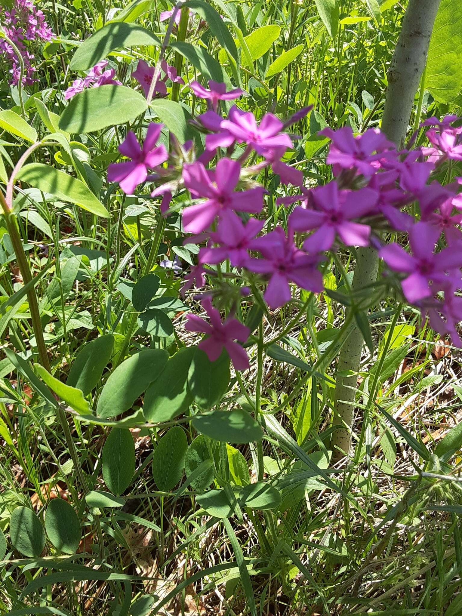 Sivun Phlox pilosa subsp. pilosa kuva