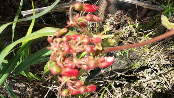 Image of Kalanchoe pubescens Baker