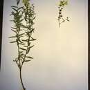 Image of Linaria dalmatica subsp. dalmatica