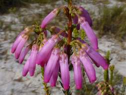 Image of nine-pin heath