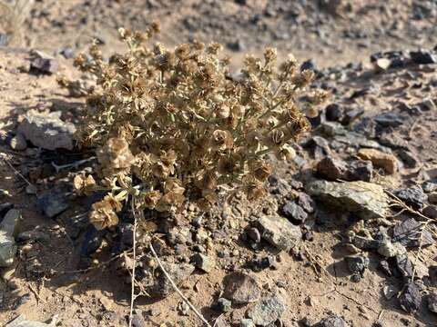 Image of Anabasis brevifolia C. A. Mey.