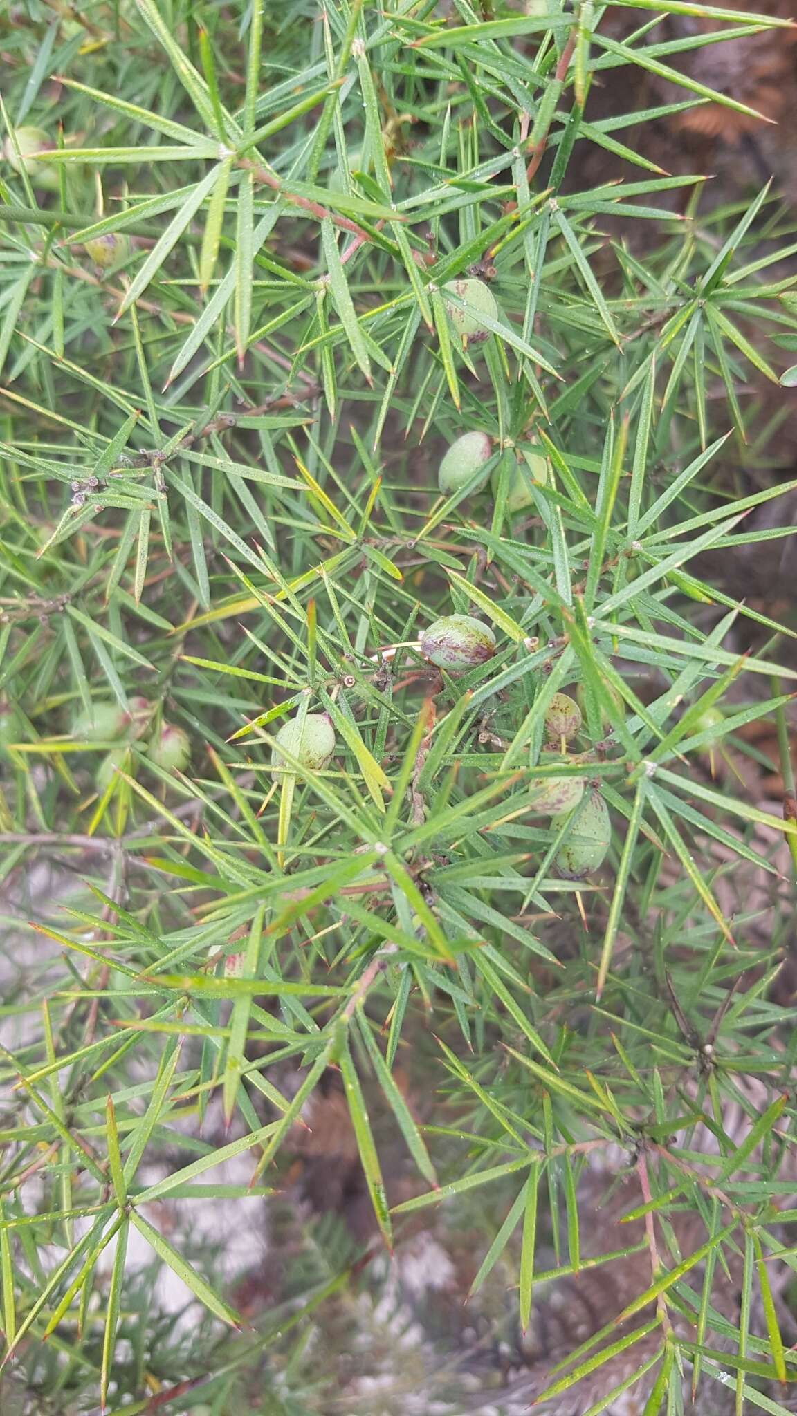 Imagem de Persoonia juniperina Labill.