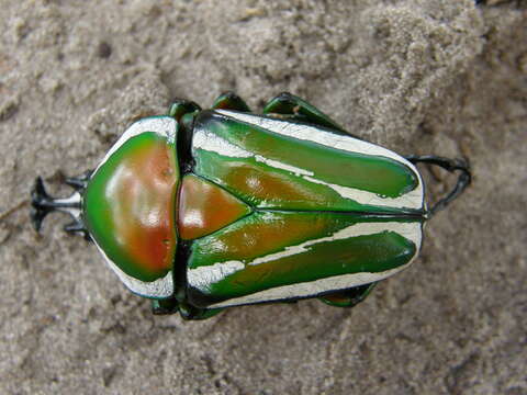 Image of Dicronorhina derbyana derbyana Westwood 1842