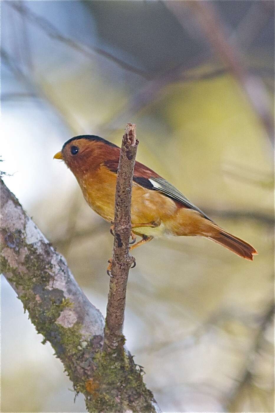 Image of Black-capped Piprites