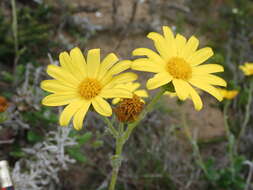 Plancia ëd Senecio arniciflorus DC.