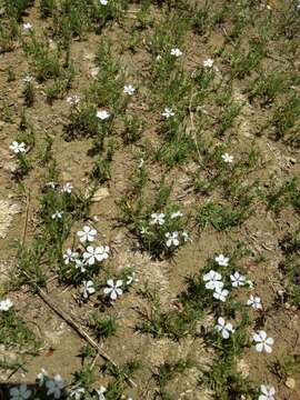 Image of prairie phlox