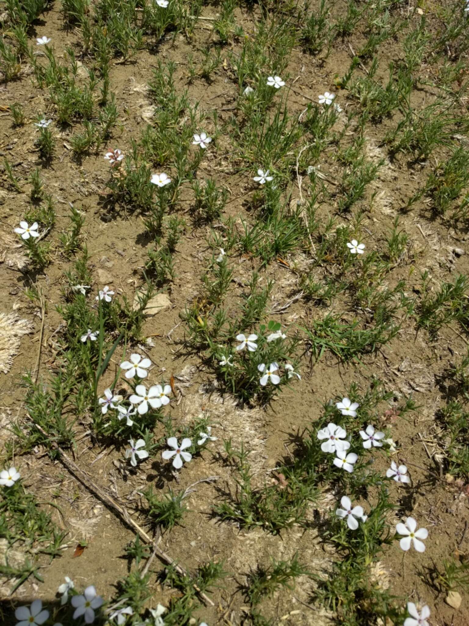 Imagem de Phlox andicola E. Nelson