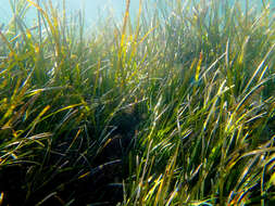 Image of Slender Seagrass