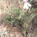 Image of Pelargonium laevigatum subsp. diversifolium (J. C. Wendl.) C. M. Schonken