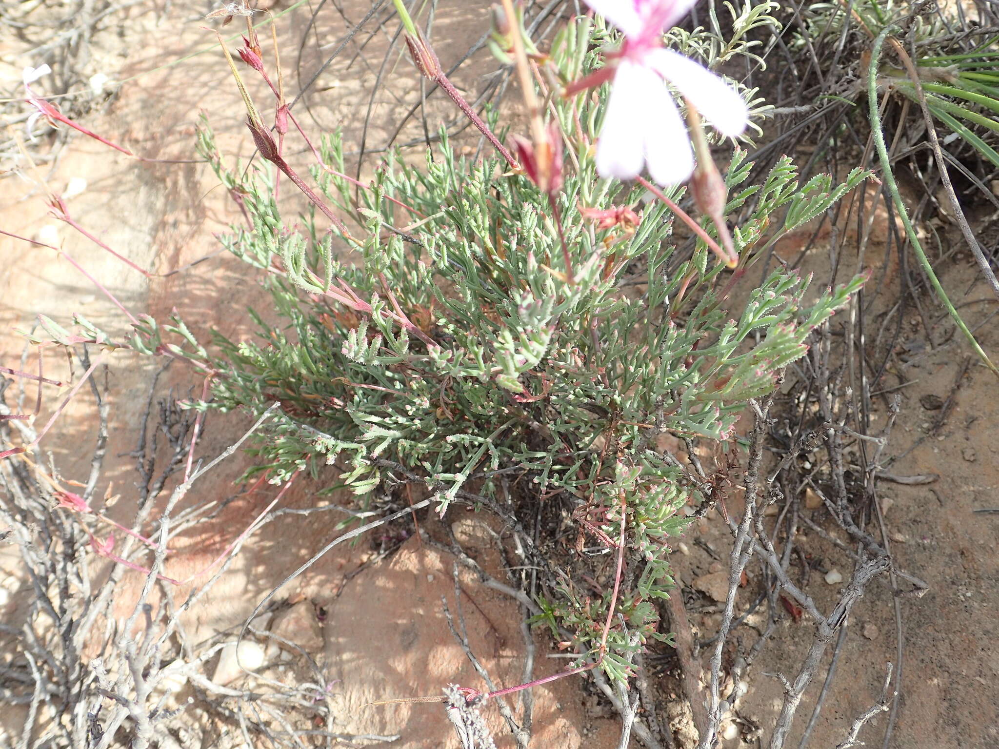 Image of Pelargonium laevigatum subsp. diversifolium (J. C. Wendl.) C. M. Schonken