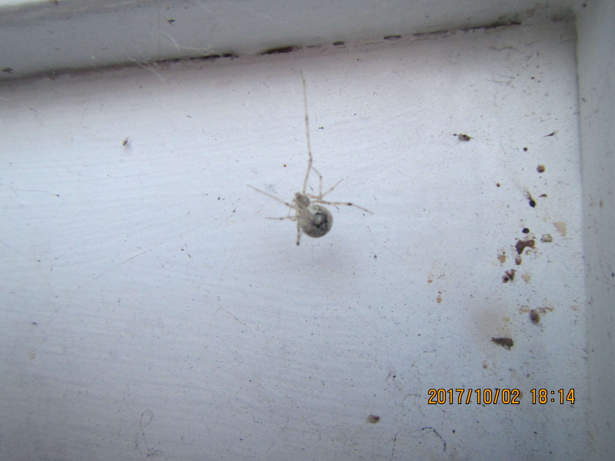 Image of White porch spider