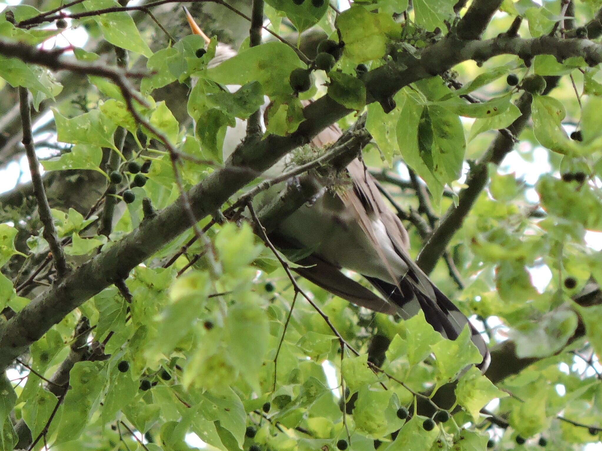 Image of Yellow-billed Cuckoo