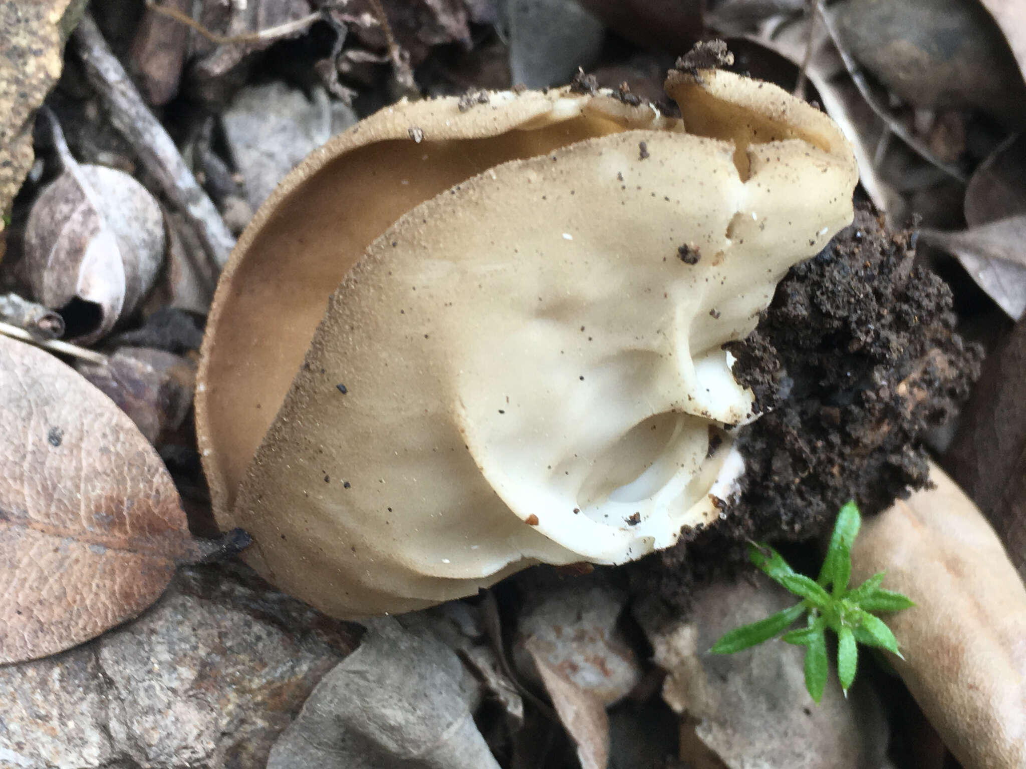 Image of cabbage leaf Helvella