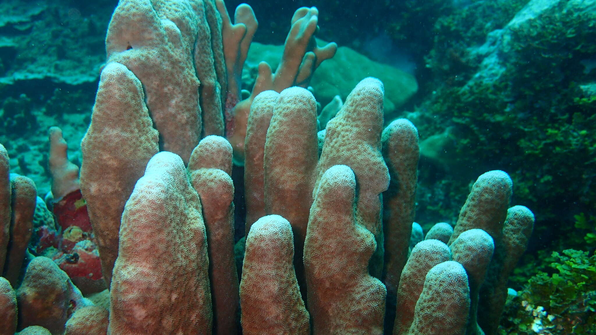 Image of Encrusting Sandpaper Coral