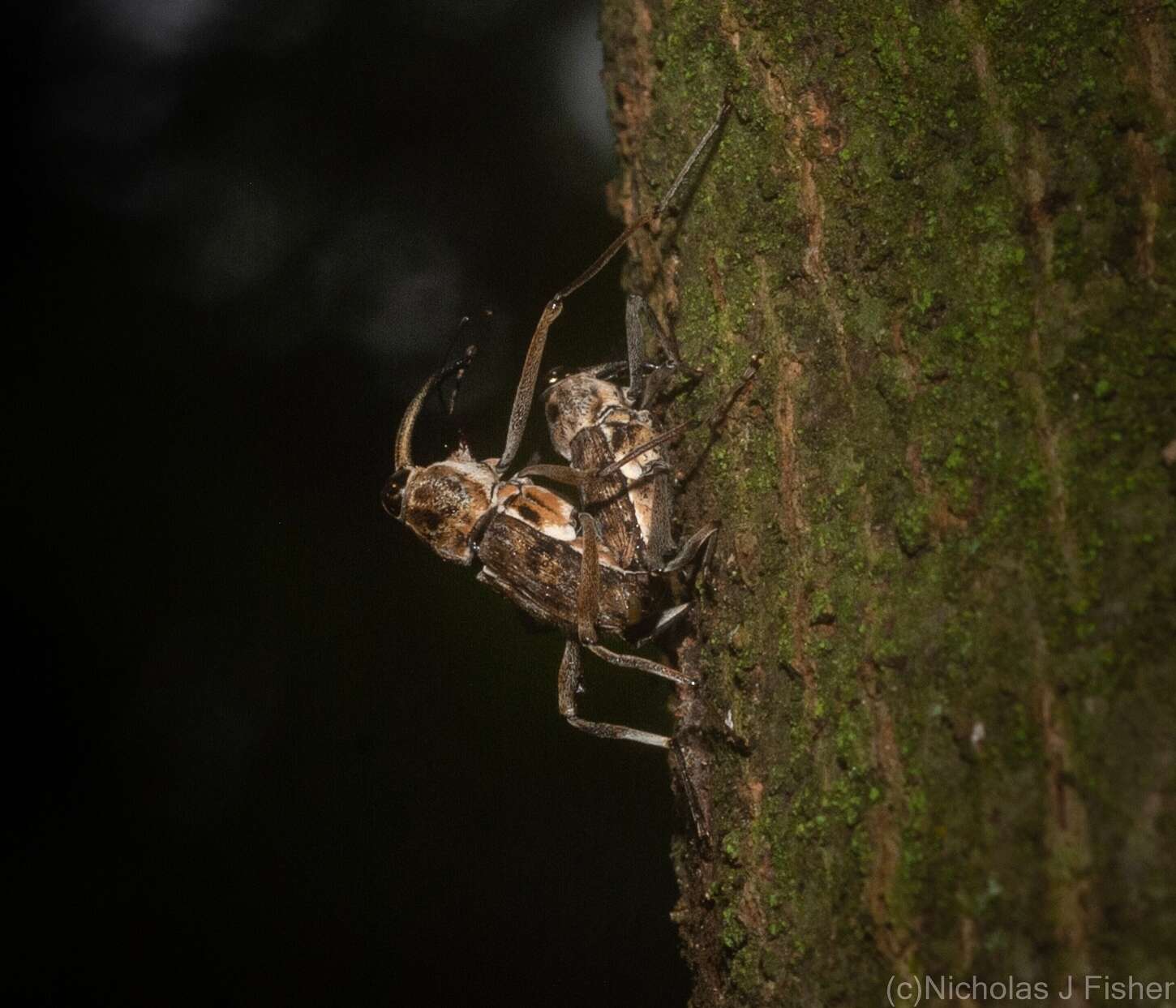 Plancia ëd Mecopus rufipes Heller 1893