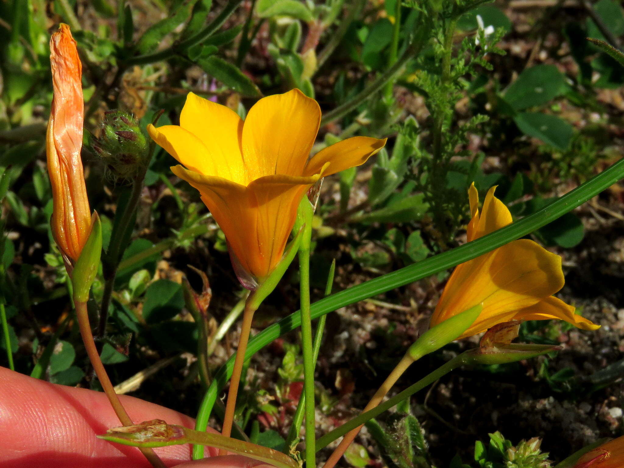 Image of Romulea saldanhensis M. P. de Vos