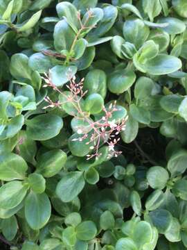 Image of Cape Province pygmyweed