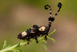 Image of Cloniocerus bohemanni White 1855