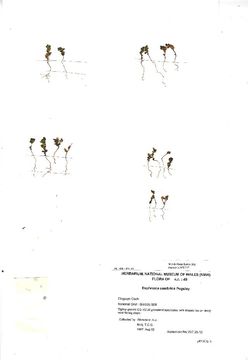 Image of <i>Euphrasia cambrica</i> Pugsley