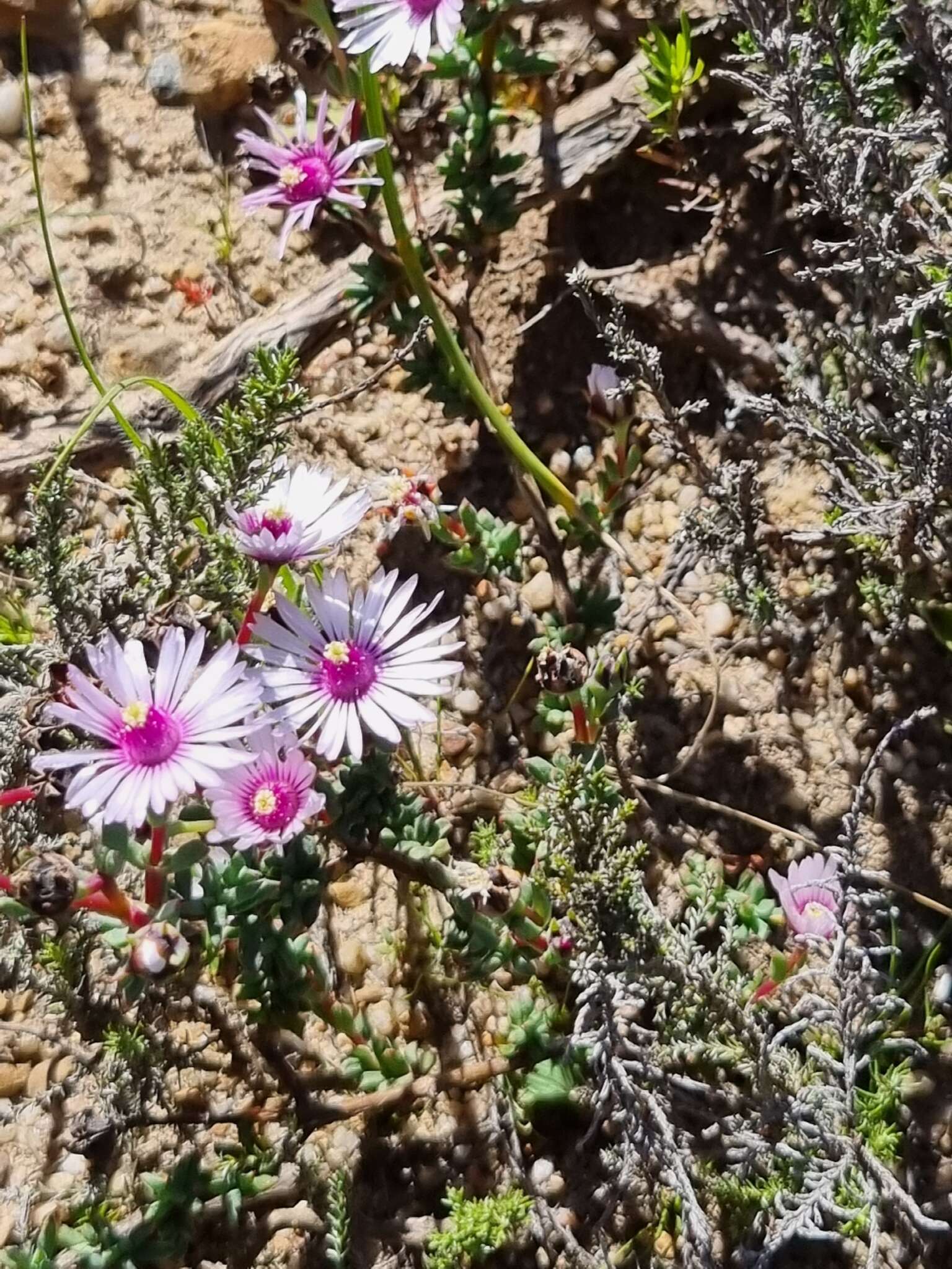 Image of Lampranthus leptaleon (Haw.) N. E. Br.