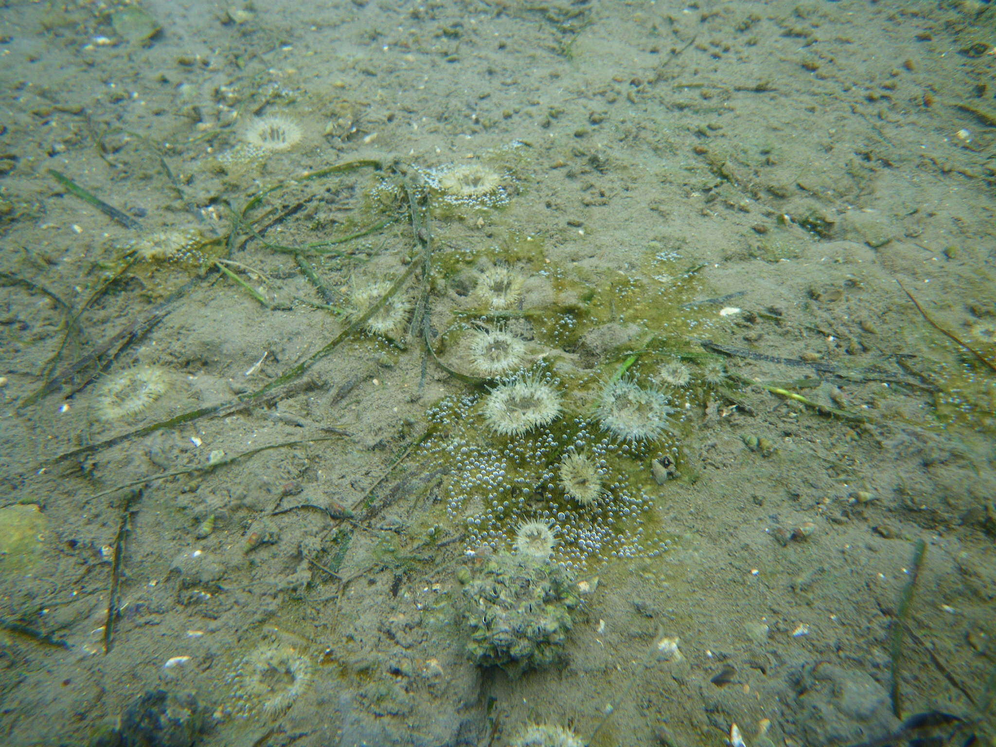 Image of cave-dwelling anemone