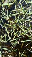 Image of Southern Water Grass