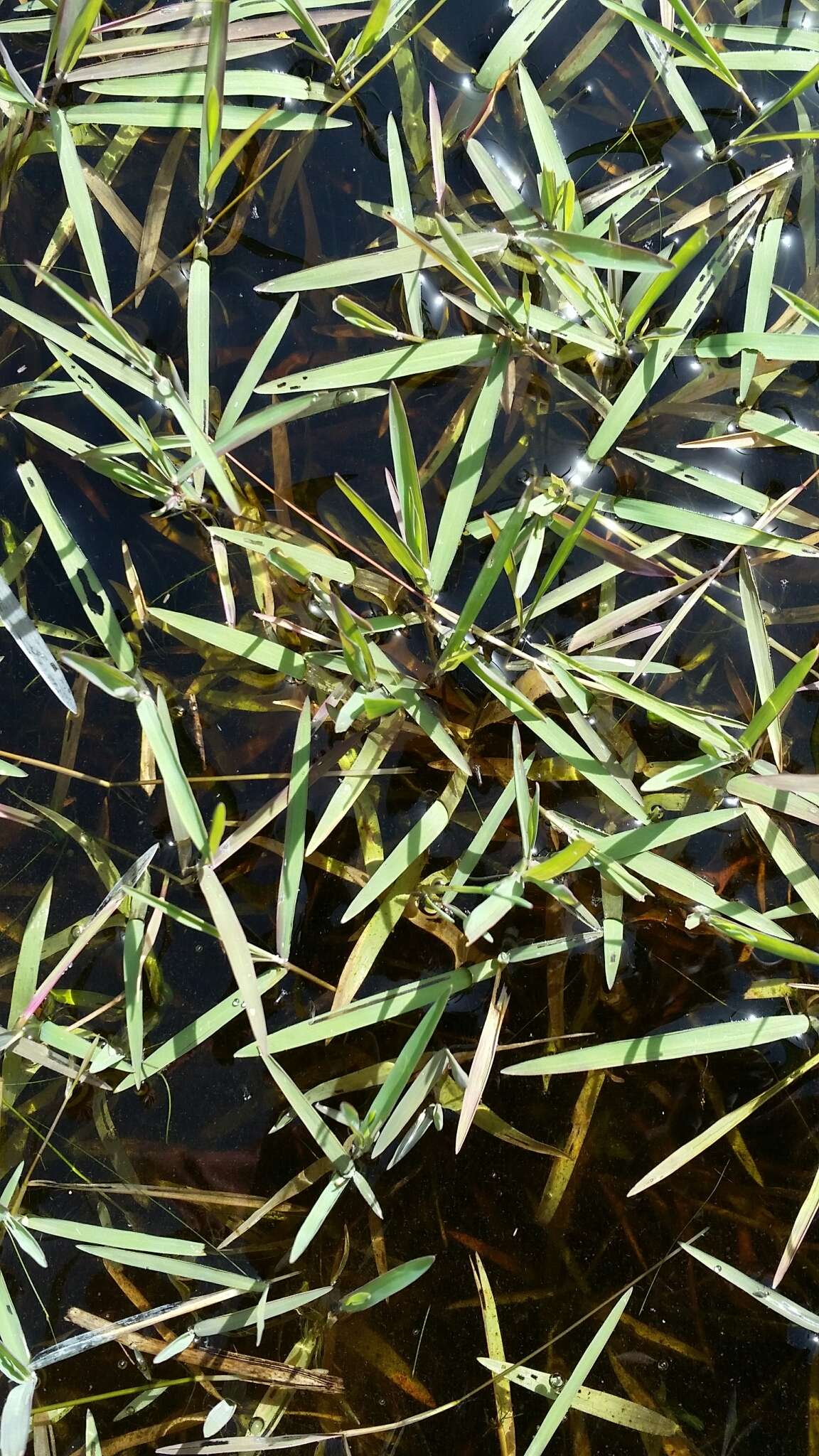 Image of Southern Water Grass