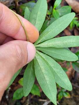 Imagem de Daphnopsis americana subsp. caribaea (Griseb.) Nevling