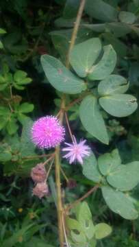 Image of Mimosa albida Willd.