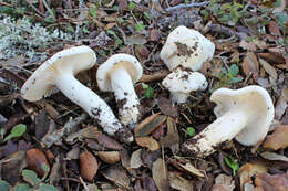 Image of Hygrophorus cossus (Sowerby) Fr. 1838