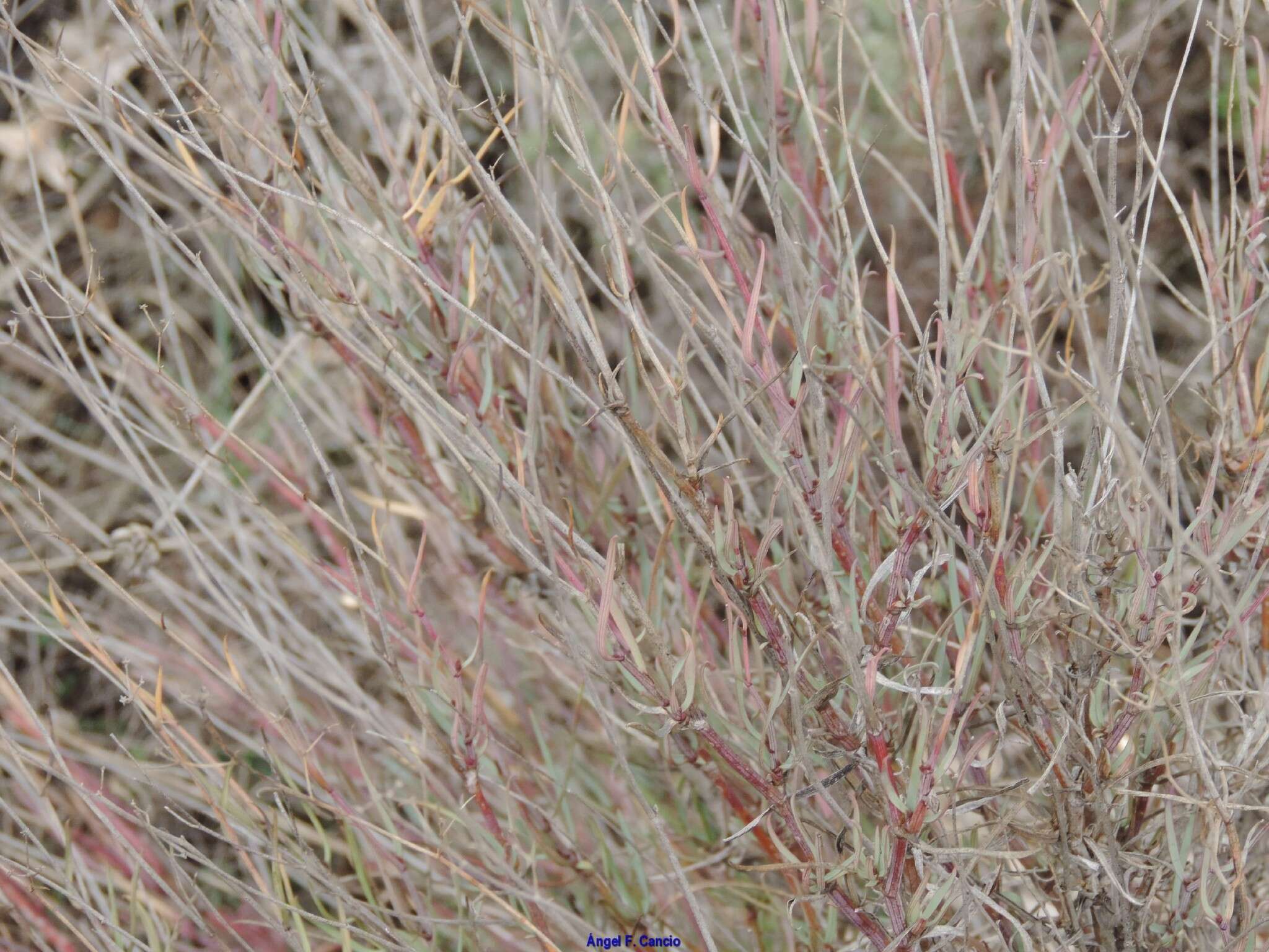 Image of Bupleurum fruticescens Loefl. ex L.