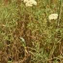 Sivun Achillea ochroleuca Ehrh. kuva