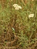 Слика од Achillea ochroleuca Ehrh.