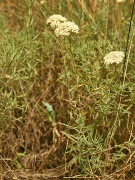 Achillea ochroleuca Ehrh. resmi