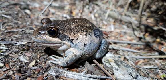 Image of Banjo Frog