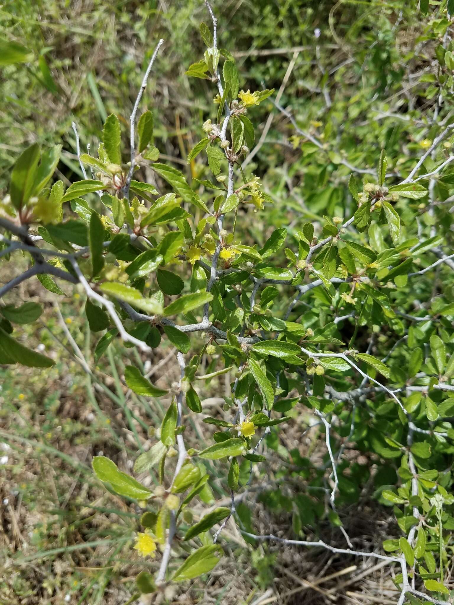 Image of Texan hogplum