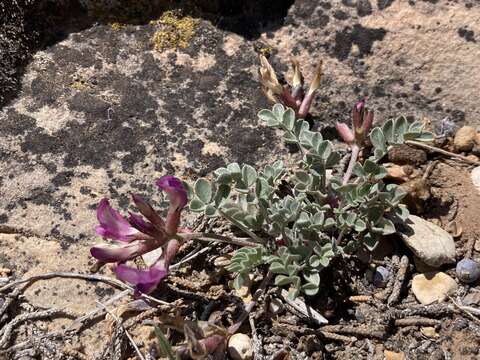 Sivun Astragalus chamaeleuce A. Gray kuva