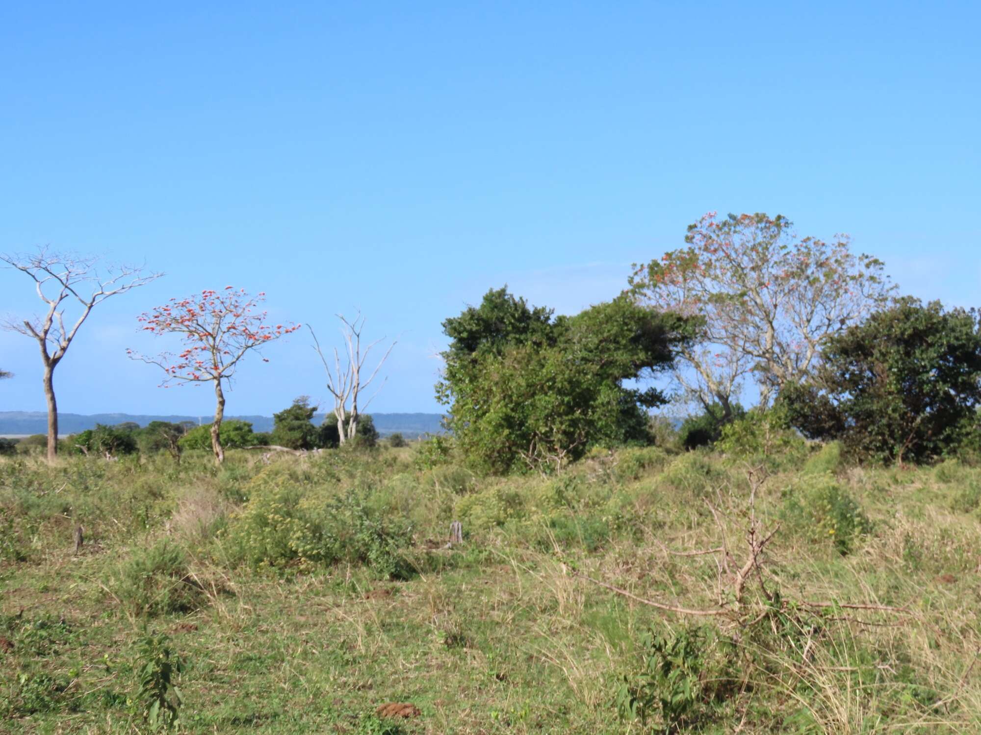 Image of Common Coral tree