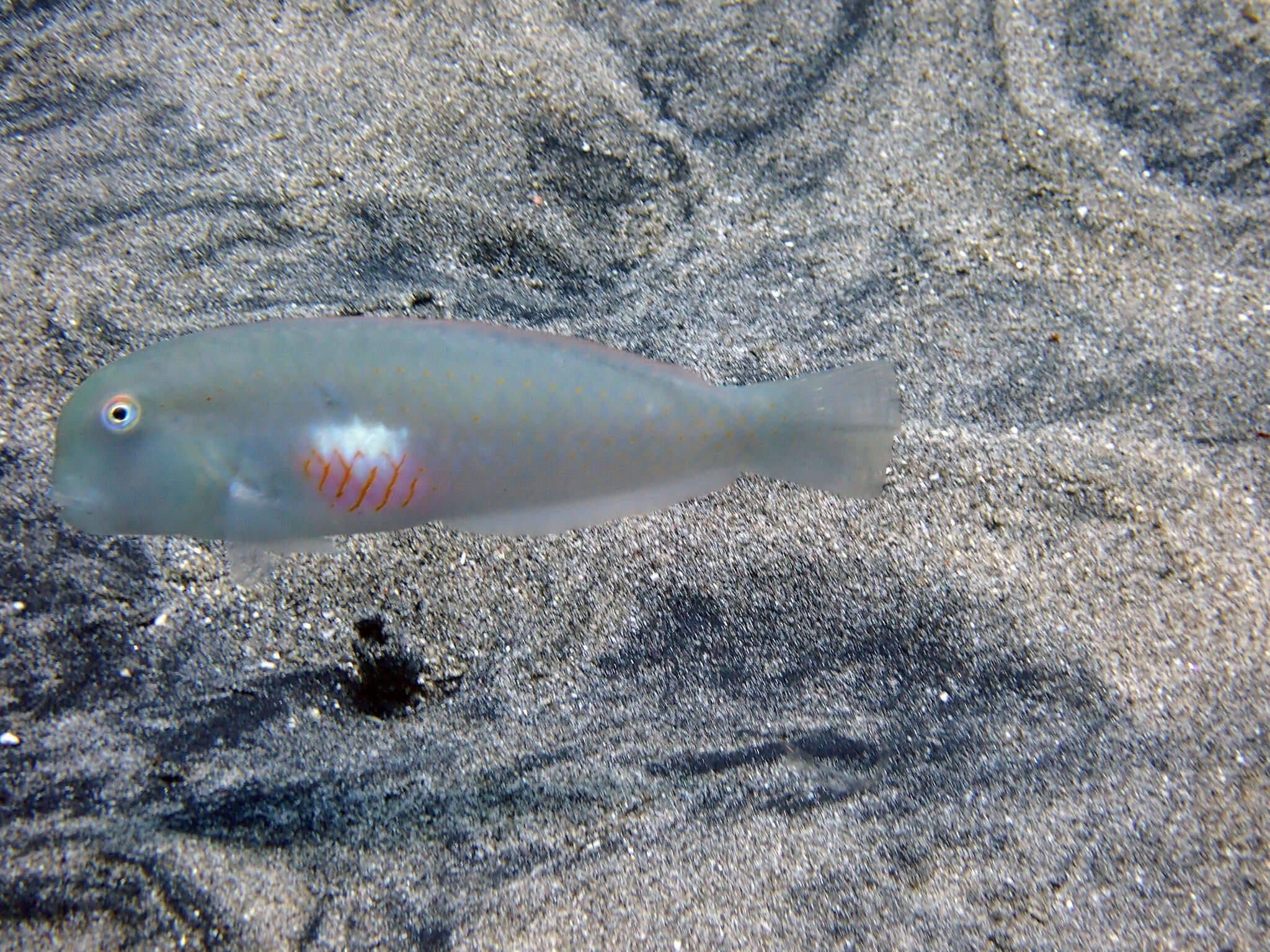 Image of Fivefinger razorfish