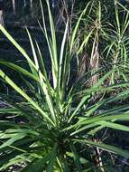 Imagem de Cordyline stricta (Sims) Endl.