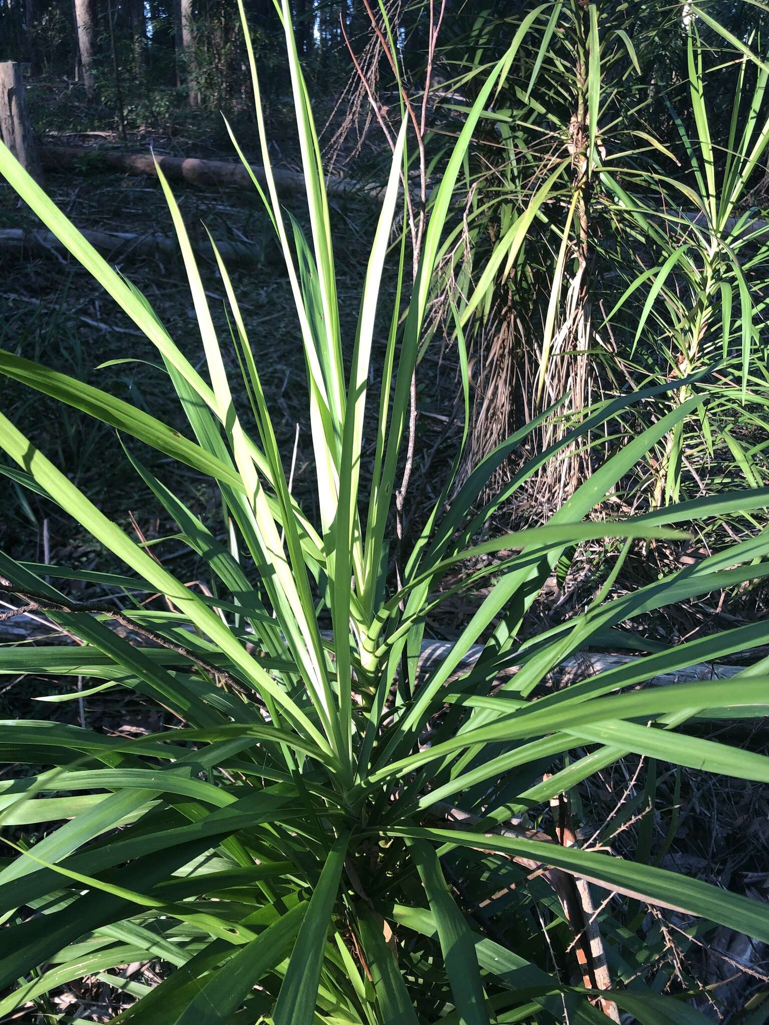 Imagem de Cordyline stricta (Sims) Endl.