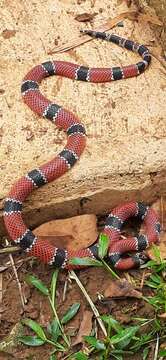 Image of Painted Coral Snake