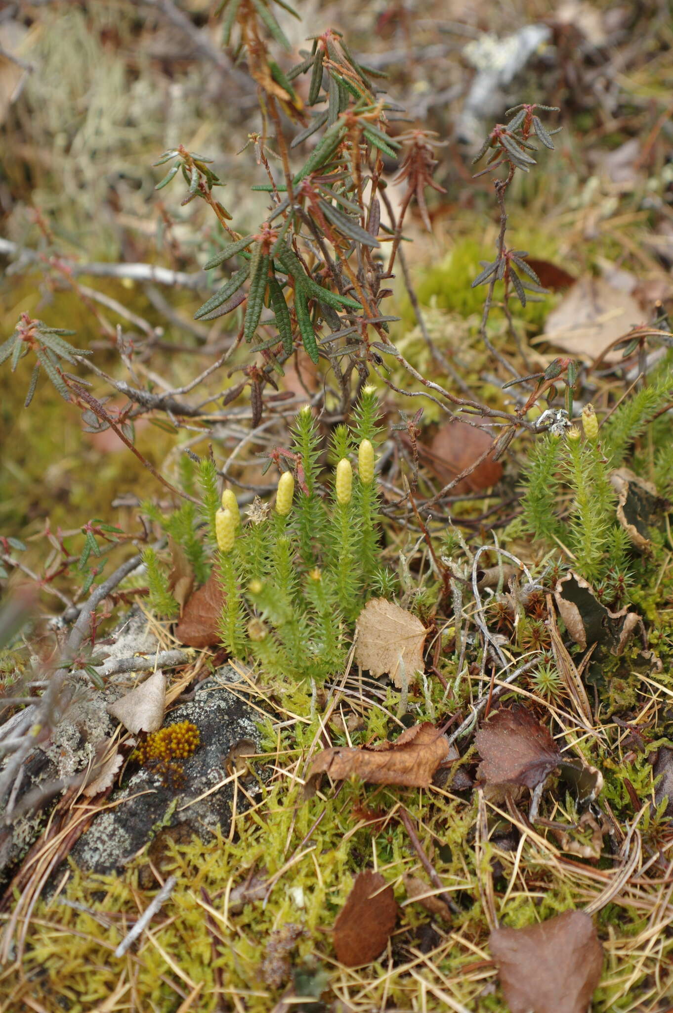 Image of Spinulum annotinum subsp. alpestre
