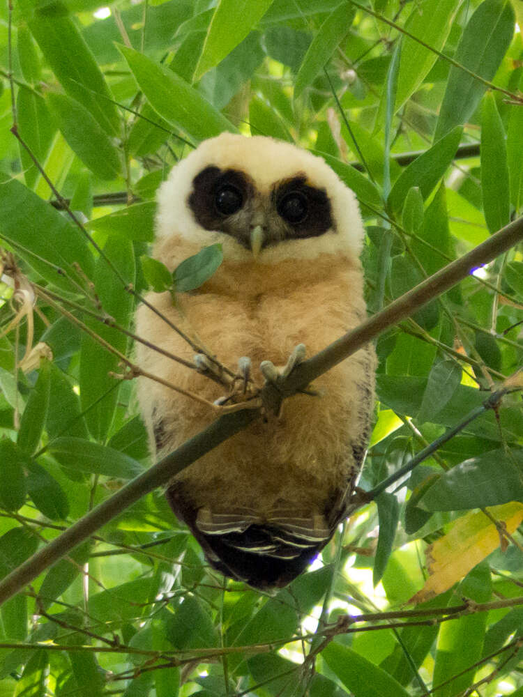 Image of Tawny-browed Owl