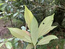 Image of Litsea elongata (Nees) Benth. & Hook. fil.