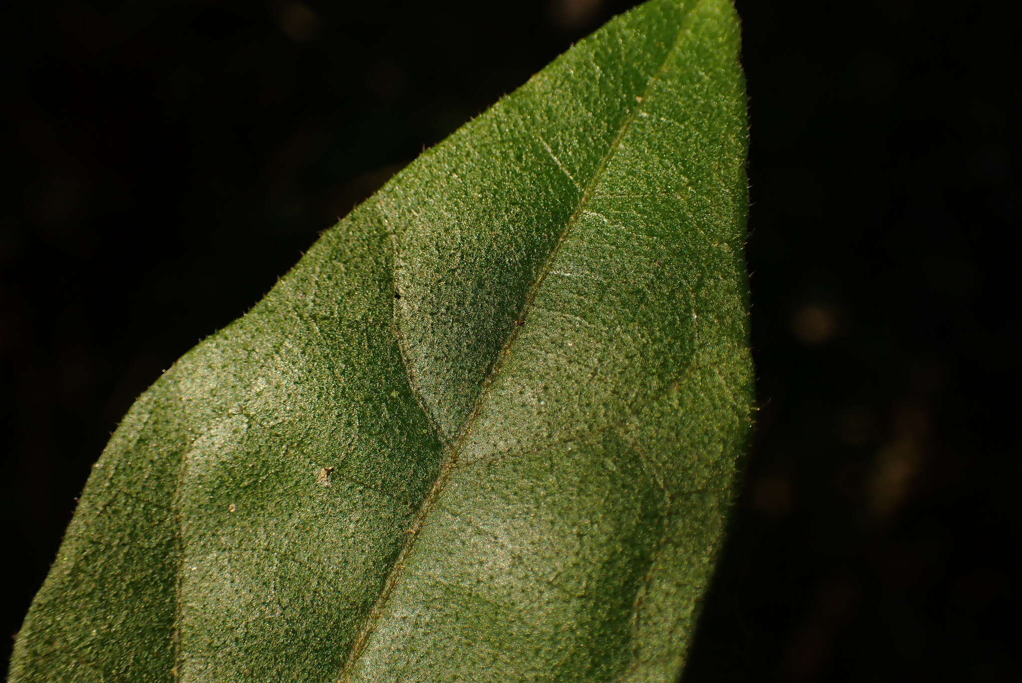 Image de Pyrenacantha scandens (Thunb.) Planch. ex Harv.