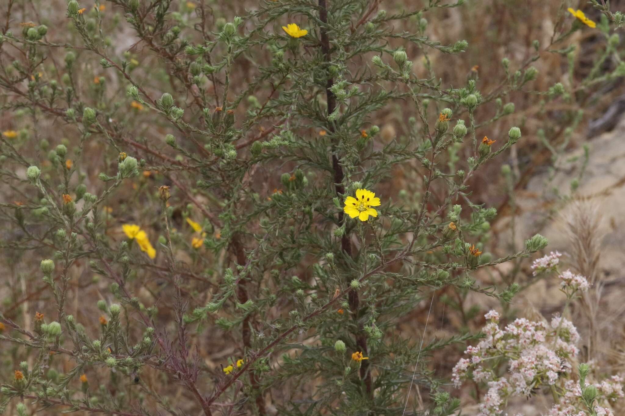 Image of San Diego Moonshine-Daisy