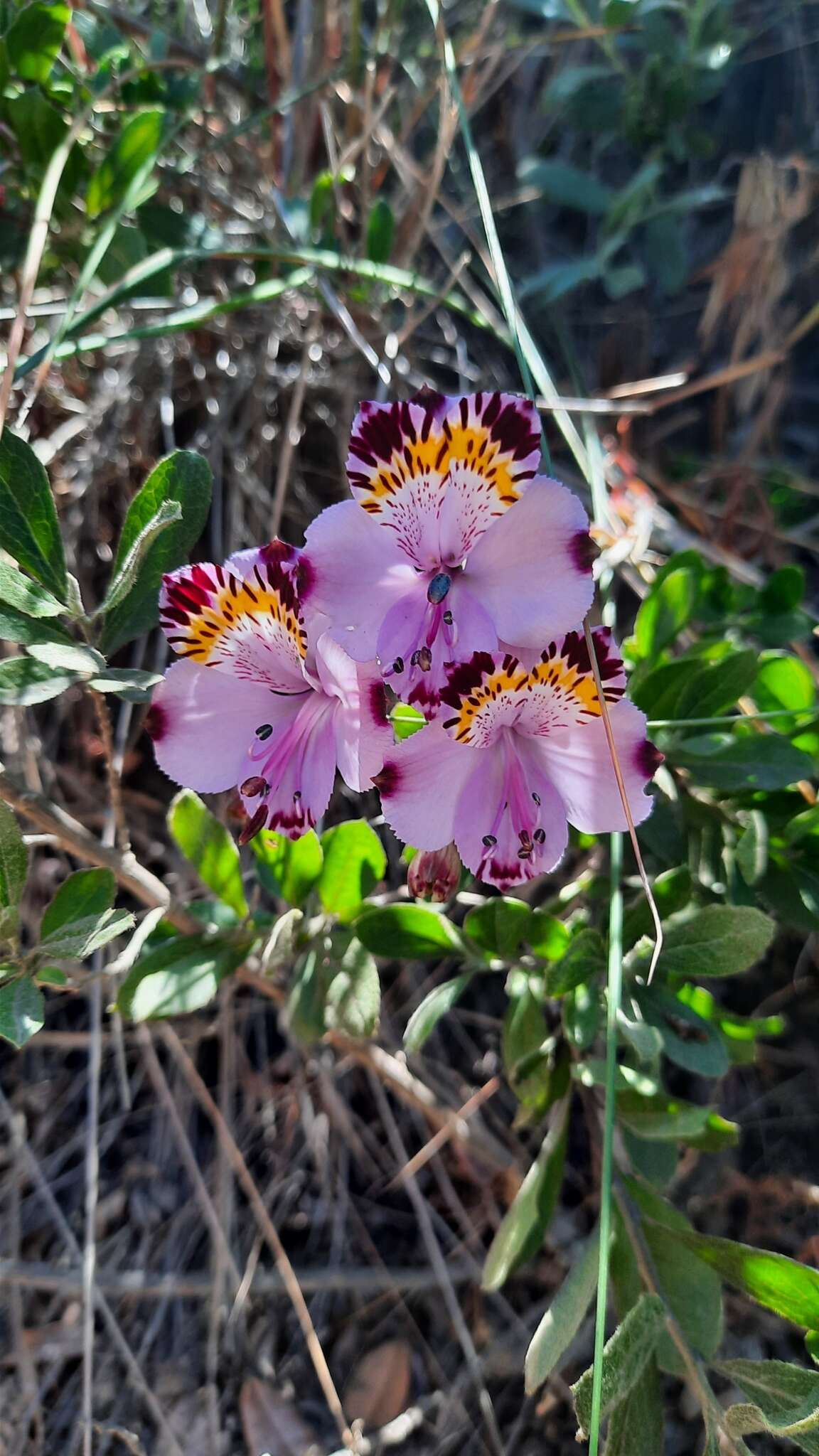 Image of Alstroemeria pulchra Sims