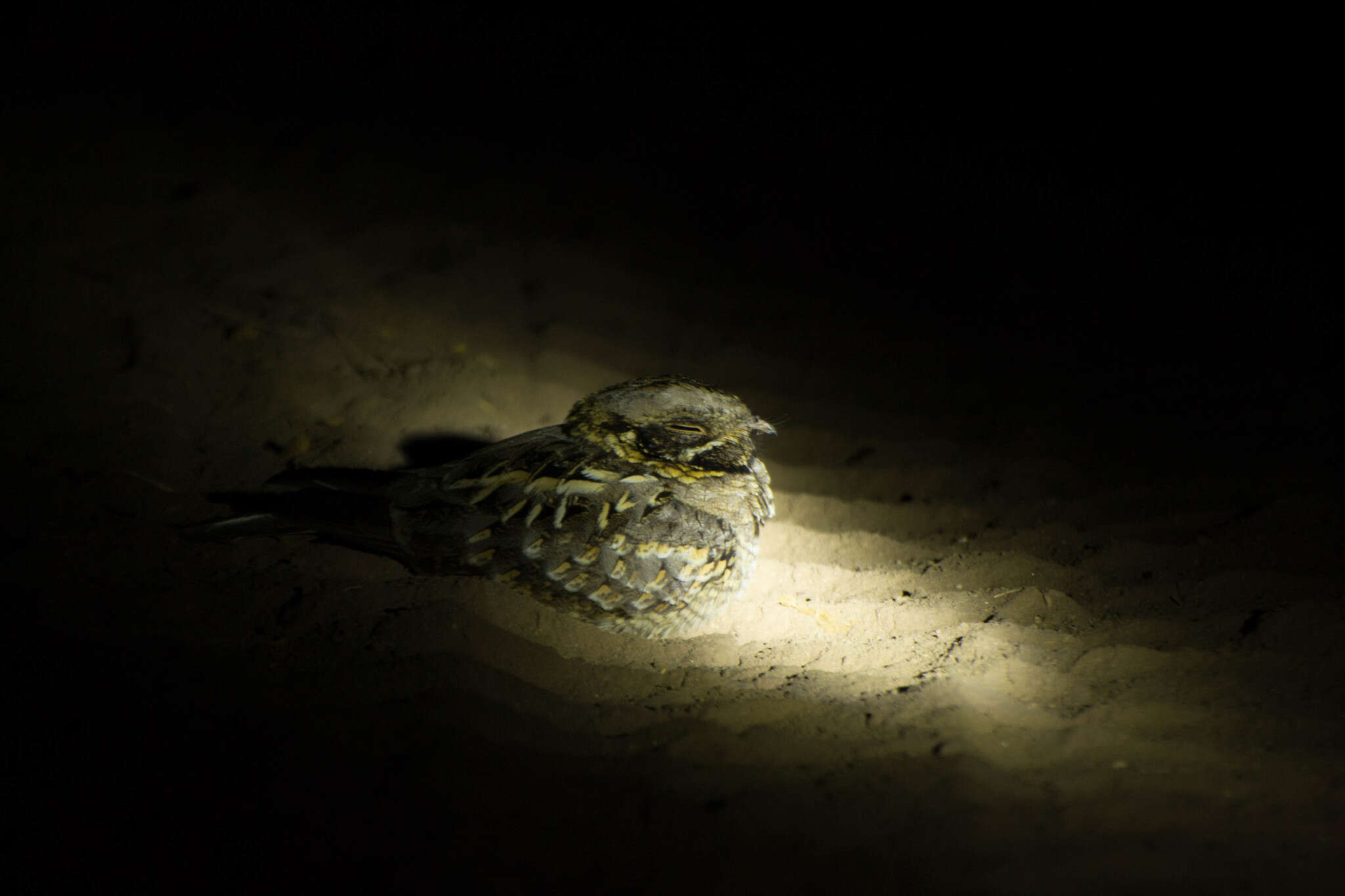 Image of Indian Nightjar