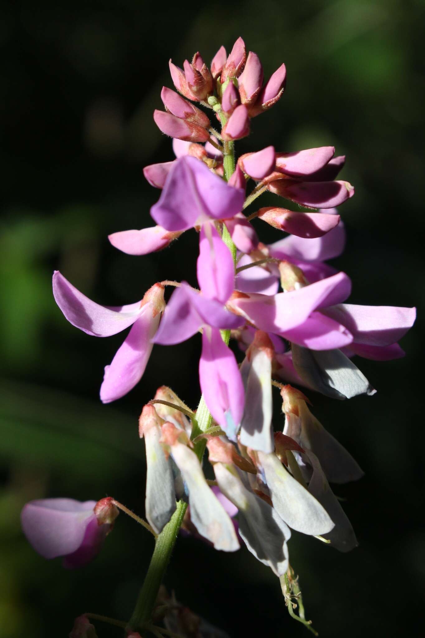 Image of Phaseolus xanthotrichus Piper